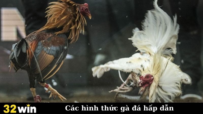 Các hình thức gà đá hấp dẫn