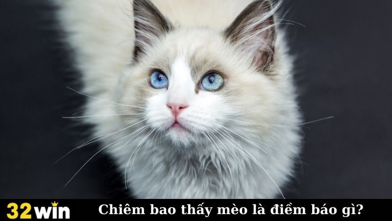 Chiêm bao thấy mèo là điềm báo gì?