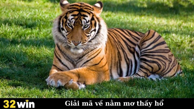 Giải mã về nằm mơ thấy hổ?