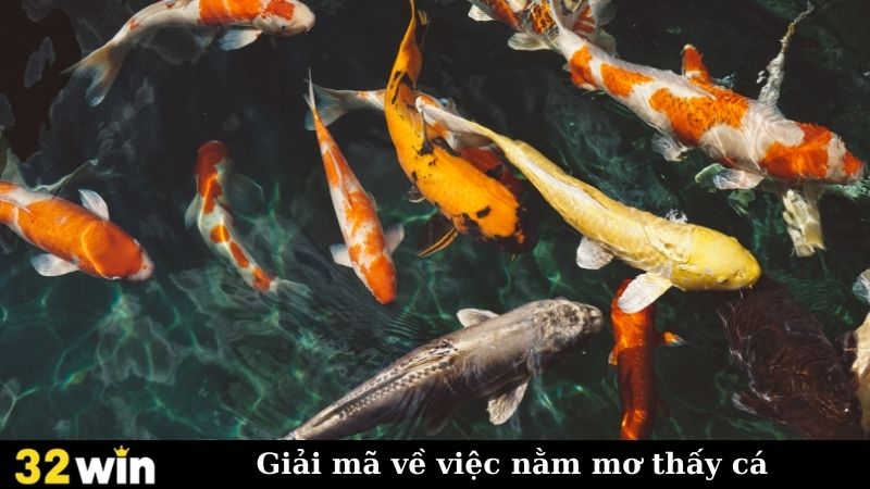 Giải mã về việc nằm mơ thấy cá