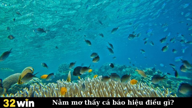 Nằm mơ thấy cá báo hiệu điều gì?