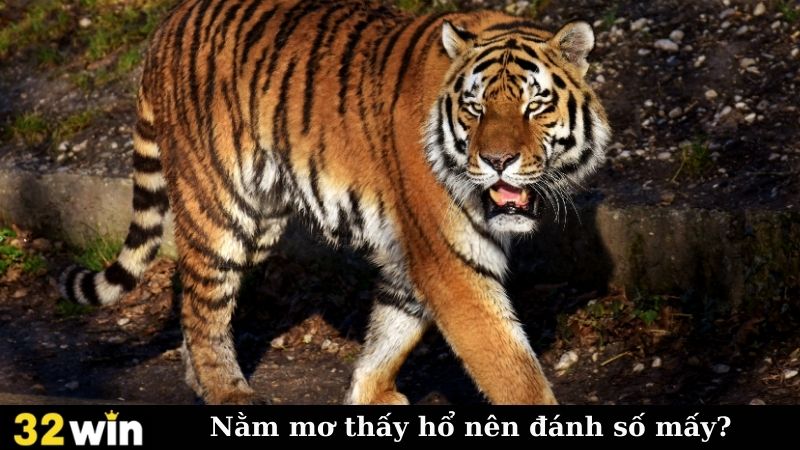 Nằm mơ thấy hổ nên đánh số mấy?