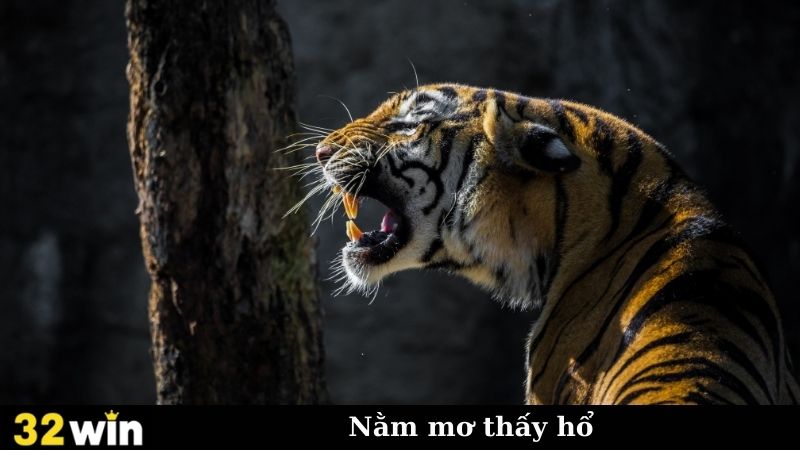 Bí Ẩn Nằm Mơ Thấy Hổ - Khám Phá Những Tầng Ý Nghĩa Sâu Sắc