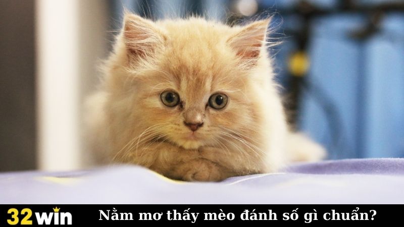 Nằm mơ thấy mèo đánh số gì chuẩn?