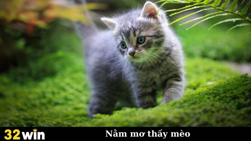 Nằm Mơ Thấy Mèo - "Lời Thì Thầm" Từ Thế Giới Tâm Linh?