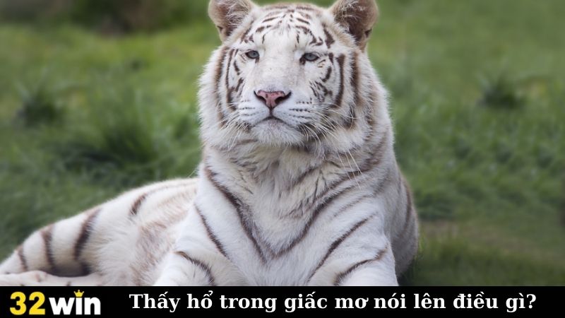 Thấy hổ trong giấc mơ nói lên điều gì?