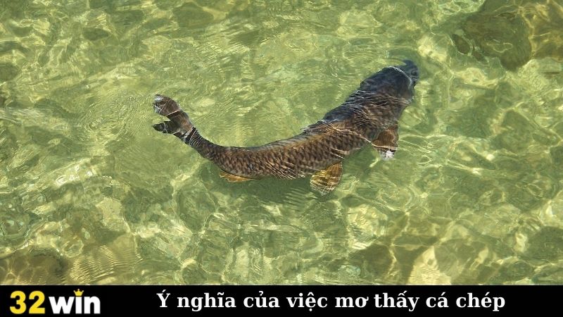 Ý nghĩa của việc mơ thấy cá chép